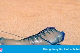 Đi bơi, nuốt nhầm sứa blue bottle phải nhập viện ở Australia