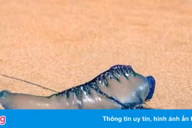 Đi bơi, nuốt nhầm sứa blue bottle phải nhập viện ở Australia