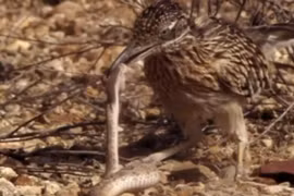 Gà lôi đuôi dài hạ gục rắn chuông sau cuộc chiến kịch tính