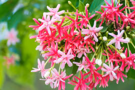 10 ngày cuối tháng 5, 3 con giáp đón lộc vào nhà, tài khoản tăng ầm ầm