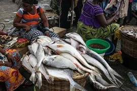 Cận cảnh khu chợ bán hải sản kích thước “khủng”, giá rẻ như rau gây bất ngờ