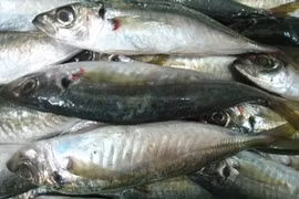 Thống nhất ý kiến chất phenol trong cá nục không nguy hại