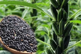 Loại hạt được ví “thuốc hạ đường huyết tự nhiên”, có sẵn ở chợ