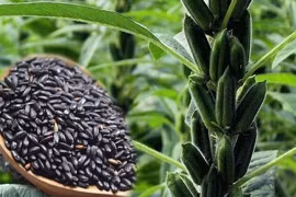 Loại hạt được ví “thuốc hạ đường huyết tự nhiên”, có sẵn ở chợ