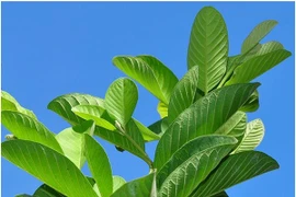 Kinh ngạc lợi ích sức khỏe không ngờ của lá ổi