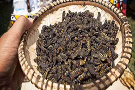 Rùng mình 5 món ăn từ côn trùng đáng sợ nhất châu Phi