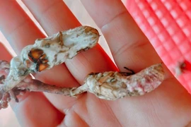 Nấm mọc từ ấu trùng ve sầu và loạt vụ ngộ độc vì...nhầm