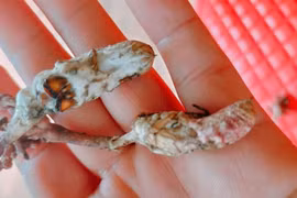 Nấm mọc từ ấu trùng ve sầu và loạt vụ ngộ độc vì...nhầm