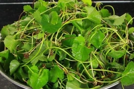 Kinh ngạc 4 loại rau trường thọ “bổ hơn thịt, rẻ hơn thuốc” 