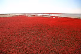 Mãn nhãn vẻ đẹp bãi biển chuyển màu đỏ rực rỡ khi thu sang