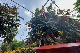 Cây nhãn tím tuổi thọ 50 năm, đại gia chốt giá 250 triệu chơi xuân