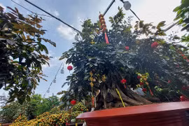 Cây nhãn tím tuổi thọ 50 năm, đại gia chốt giá 250 triệu chơi xuân