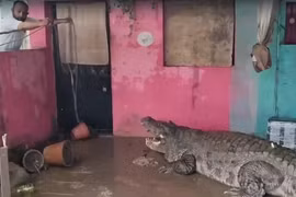 Cá sấu khổng lồ 'xâm chiếm' thành phố ở Ấn Độ 