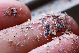 Lần đầu phát hiện hạt vi nhựa trong máu người