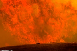 California chìm trong biển lửa vì cháy rừng, cả nghìn người vội sơ tán