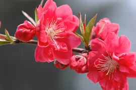 Sinh vào 3 tháng Âm lịch này, năm Nhâm Dần 2022 phú quý đầy tay