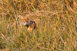 10 địa điểm tuyệt vời nhất ngắm “chúa sơn lâm” trong môi trường tự nhiên