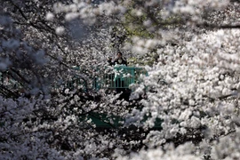 Mê đắm cảnh sắc hoa anh đào nở rộ khắp thế giới