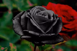 Đột nhập nơi duy nhất trên thế giới trồng hoa hồng đen tự nhiên 