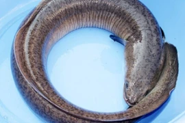 Biết gì về độc tố trong cá chình khiến nhiều người nhập viện?