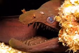 Video: Thợ lặn xoa đầu sinh vật giống hệt rồng trong truyền thuyết