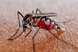 Bé gái 7 tuổi ở Đắk Lắk tử vong do sốt xuất huyết