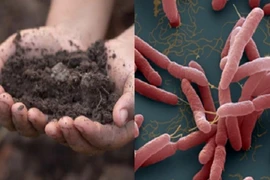 Bệnh Whitmore khiến nhiều người tử vong: Điều trị thế nào?