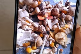 Hai trẻ ở Tây Ninh nhập viện sau khi ăn nấm có hình thù lạ