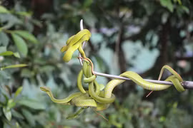 Hàng nghìn con rắn quấn dày đặc trên cây ở miền Tây