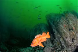 Những động vật sống lâu nhất trên Trái Đất