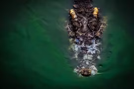 Phát hiện thi thể người trong bụng cá sấu khổng lồ