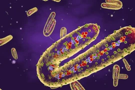 Biết gì về nguồn gốc virus sốt xuất huyết Marburg gây tử vong tới 90%?