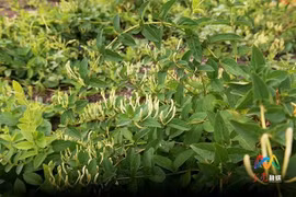 Trồng cây quý, cả làng hồ hởi “hốt tiền”, giá bán nửa triệu/kg