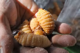 Điểm danh những món ăn Việt Nam đáng sợ nhất trong mắt du khách