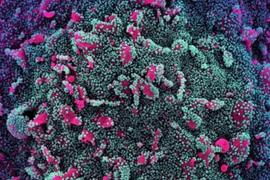 Biến chủng BA.5 Omicron vừa xâm nhập vào Việt Nam nguy hiểm thế nào?