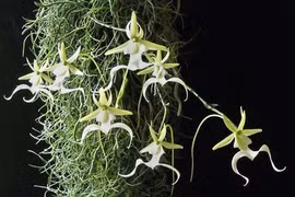 Loài hoa quý hiếm nhất thế giới, tên gọi đầy “ma mị” 