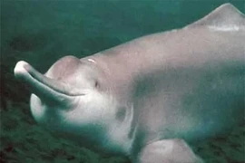 Cận cảnh 8 loài động vật vô giá của nhân loại