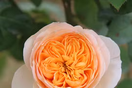 Mê mẩn 8 loài hoa đắt đỏ nhất hành tinh