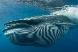 Cá Ông khoảng 300 kg cực quý trôi dạt vào bờ biển Trà Vinh