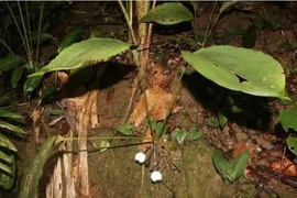 Cận cảnh loài cây mới phát hiện ở Việt Nam