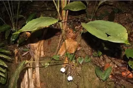 Cận cảnh loài cây mới phát hiện ở Việt Nam