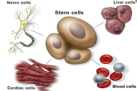 3 ưu điểm khi điều trị bằng liệu pháp tế bào gốc