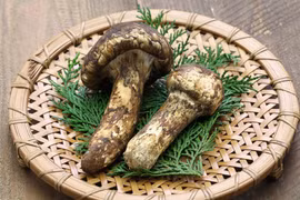 Cận cảnh loại nấm gần 50 triệu/kg, nhà giàu đổ xô săn lùng