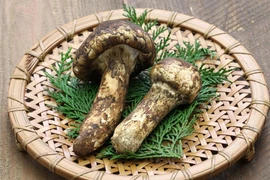 Cận cảnh loại nấm gần 50 triệu/kg, nhà giàu đổ xô săn lùng