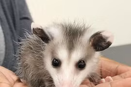 Nghe tiếng động lạ, tá hỏa thấy “quái thú” trong cây thông Noel