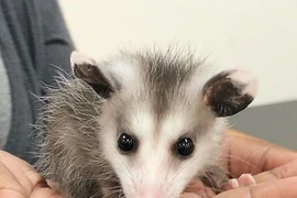 Nghe tiếng động lạ, tá hỏa thấy “quái thú” trong cây thông Noel