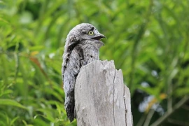 Cận cảnh loài chim kỳ dị, được mệnh danh “sứ giả địa ngục“