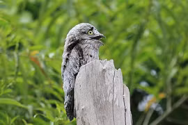 Cận cảnh loài chim kỳ dị, được mệnh danh “sứ giả địa ngục“