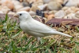 8 động vật bạch tạng quý hiếm nhất hành tinh