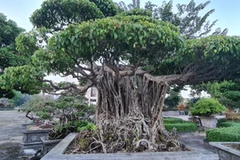 Chiêm ngưỡng loạt bonsai “phong thủy”, nhiều đại gia săn lùng